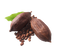 Cocoa